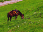 Things to Keep in Mind While Planning a Kashmir Trip