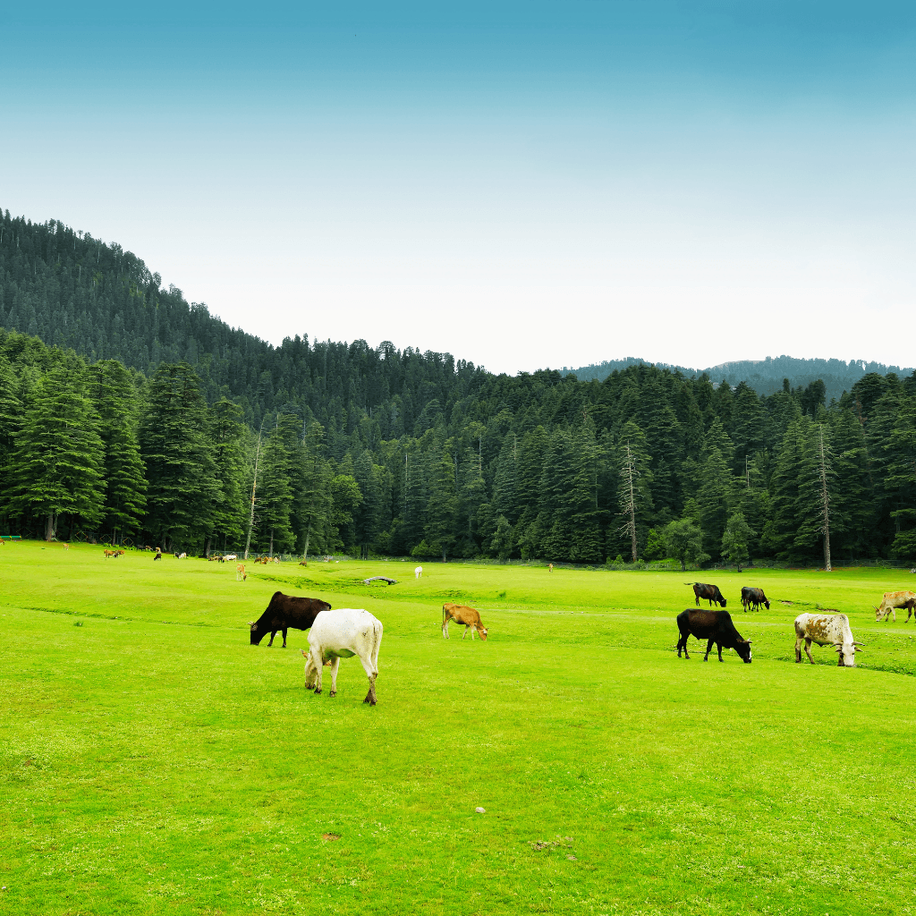 Dharamshala Dalhousie Tour Package 5 Days 4 Nights from Chandigarh with Hotel & Cab